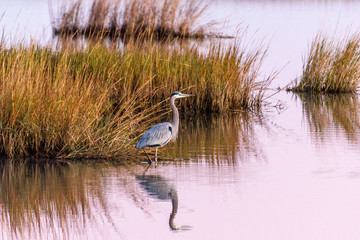 GalvestonBlueHeronReflection2