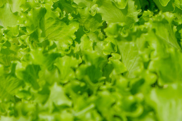 lettuce closeup - fresh salad macro