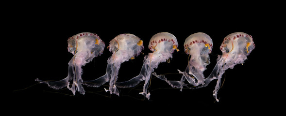 jellyfish isolated on black background - illuminated jellyfish, white © hanohiki