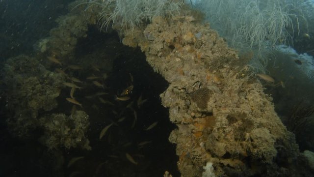 A scuba diver is moving forward then sees a sea plant and eventually touched it to appreciate it.