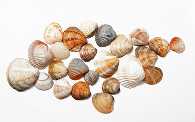 Photo of a seashells on a white background