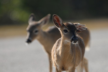Key Deer Doe