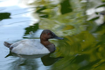 Canvasback Duck