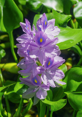 Water hyacinth