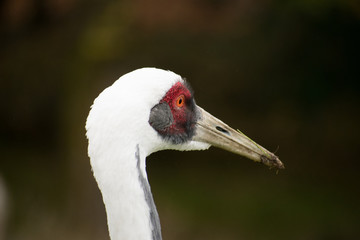 White-Naped Crane