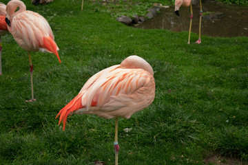 Chilean Flamingo