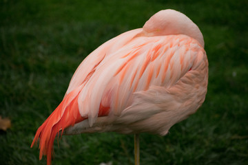 Fototapeta na wymiar Chilean Flamingo