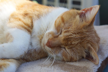 眠る茶猫