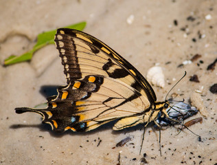 Tiger Swallowtail Butterfly