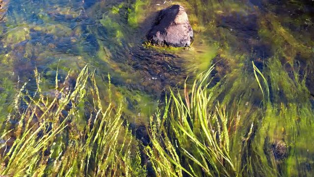 Video of transparent water of Altai river Kurkurek. Water grass and green alga are seen on the bottom and mooving in the stream