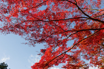 紅葉美しい香嵐渓