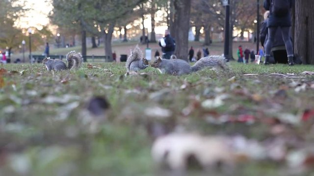 squirrels eating peanuts at park