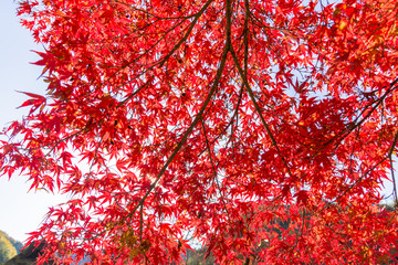 紅葉の美しい香嵐渓