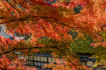 紅葉の美しい香嵐渓