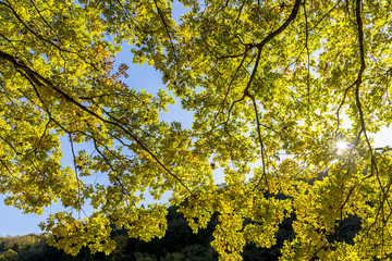 Fototapeta premium 逆光に輝くモミジの葉