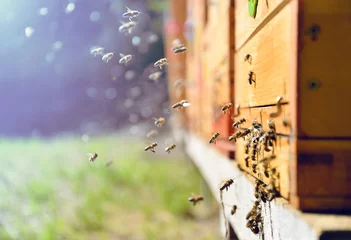 Foto op Plexiglas Bij Bijen vliegen rond bijenkorf. Bijenteelt concept.