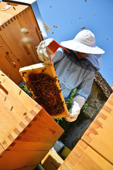 Portrait of beekeeper working with honey cells.