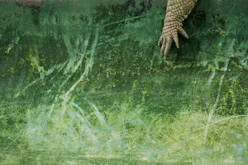 Albino Crocodile leg and green background 