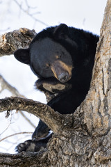 Black Bear