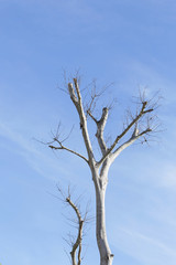 dried tree with blue sky