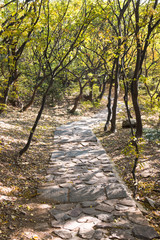 Walkway in autumn garden