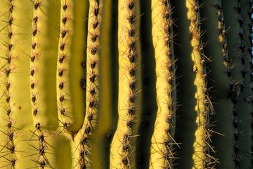 Detail of a Saguaro with Blue Copy Space