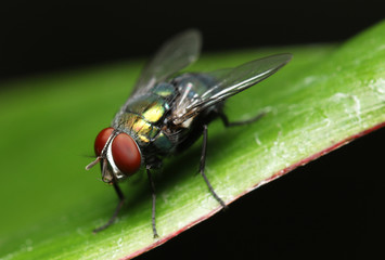 Housefly