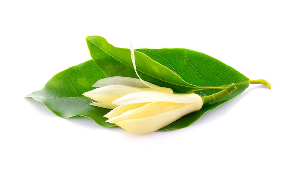 white champaka isolated on white background