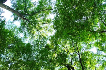 Fototapeta premium Trees and Sky