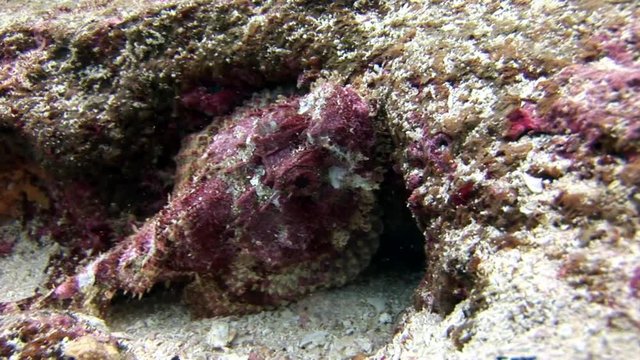Fish Stone underwater in Galapagos. Unique beautiful video. Abyssal relax diving in world of wildlife. Landscape of sea and ocean. Multicolor animals.