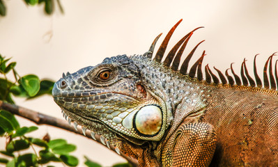 iguana