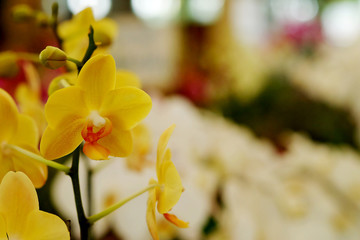 yellow backlit orchid or yellow farland orchid flower in garden.have some space for write wording 