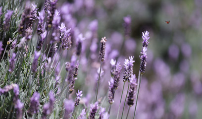 Lavender flowers with a beetle