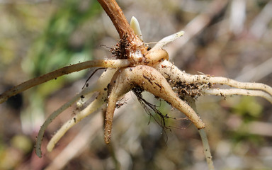 Root tubers of Moorland spotted orchid (Orchis maculatа or Dactylorhiza maculatа)