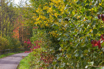 Fototapeta na wymiar autumn september indian summer colors of leaves and trees on a bikeway