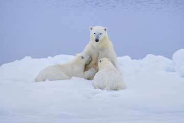 Polar Bear with Nursing Cubs on Ice Flows near Svalbard, Norway