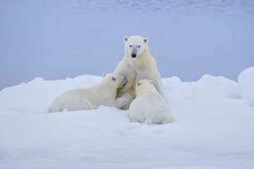 Deurstickers Polar Bear with Nursing Cubs on Ice Flows near Svalbard, Norway © Guy Bryant