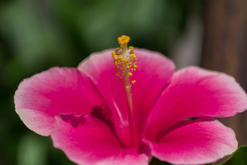 Obraz premium red hibiscus flower with yellow pollen