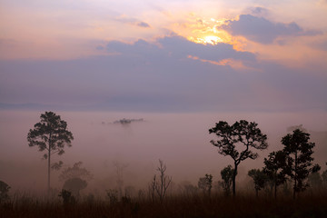 Landscape fog in morning sunrise at Thung Salang Luang National Park Phetchabun,Tung slang luang is...