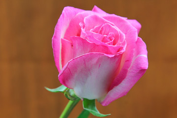 A close up of a Rose flowers
