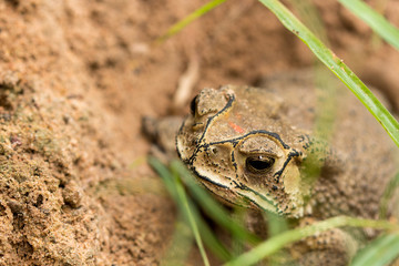 Toad hibernate.