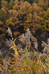 晩秋の葦原　縦