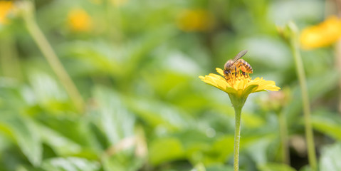 A beautiful bee on yellow flower with Nature background