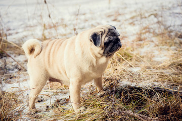 dog breed pug for a walk