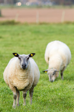 sheeps on a meadow