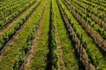Fototapeta na wymiar An aerial view of a vineyard at a winery