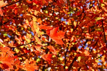 Autumn nature background with tree branch