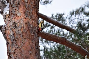 松の木にアカゲラ