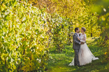 A beautiful young couple walks among the vineyards 376.