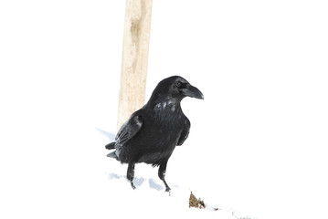 Kolkrabe im Schnee